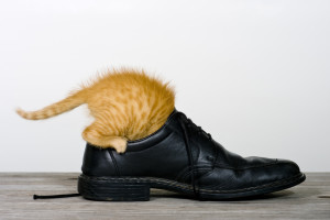 Katze findet was im Schuh