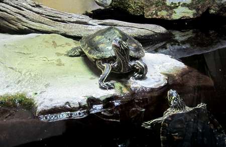 Traumdeutung Schildkröte